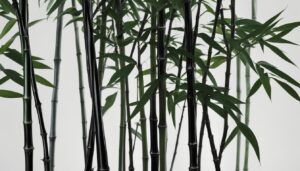 Phyllostachys nigra