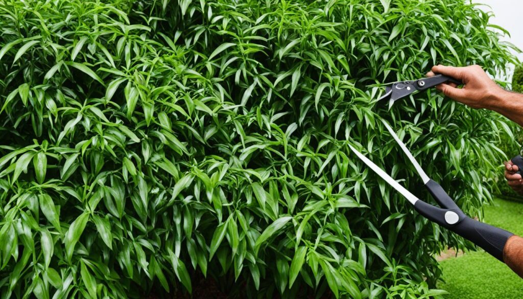 Arundinaria gigantea pruning