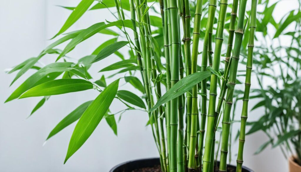 Bamboo Plant Care