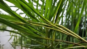Bambusa nutans - Drooping Bamboo