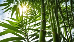 Bambusa tuldoides - Tuldoides Bamboo