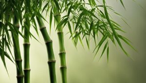 Bambusa tuldoides var. ventricosa - Buddha's Belly Bamboo