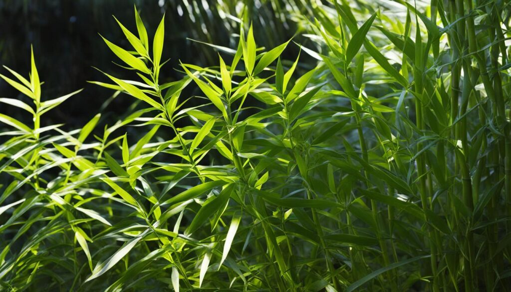 Borinda lushiensis bamboo plant