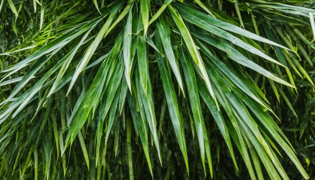 Borinda macclureana bamboo