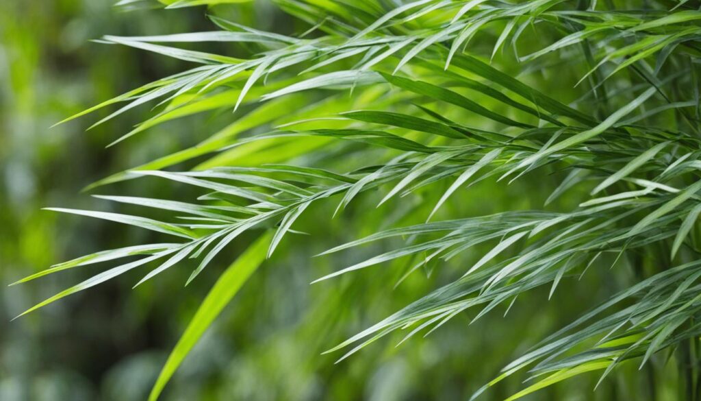 Chimonobambusa marmorea 'Variegata' bamboo plant