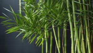 Dendrocalamus strictus var. strictus - Straight Bamboo