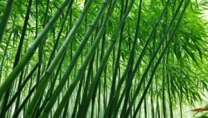 Fargeisa robusta 'Wenchuan'