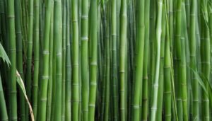 Fargesia denudata - Naked Sheath Bamboo