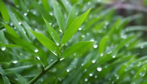 Fargesia robusta 'Campbell'