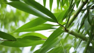 Fargesia robusta 'Pingwu'