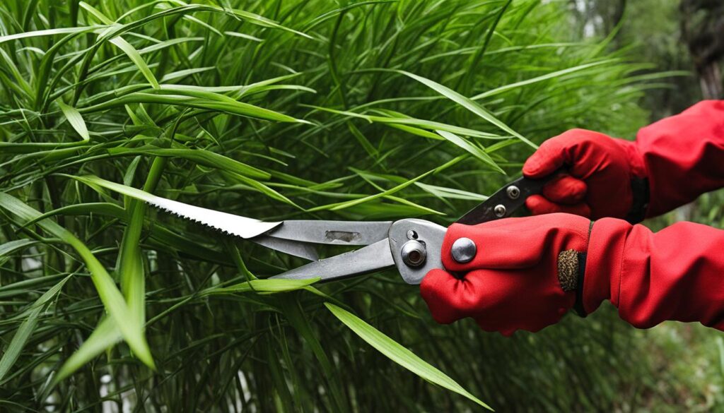 Fargesia sp. 'Jiuzhaigou' X pruning