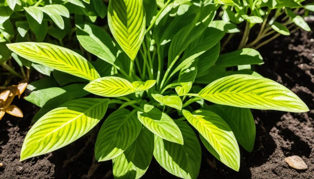 Growing Chimonobambusa quadrangularis 'Yellow Groove'