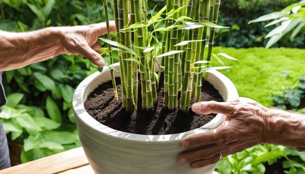 Planting variegated marble bamboo