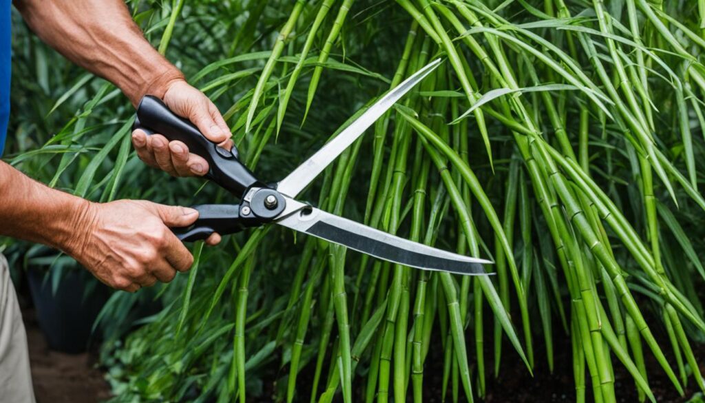 Pruning Fargesia utilis - Umbrella Fountain Bamboo