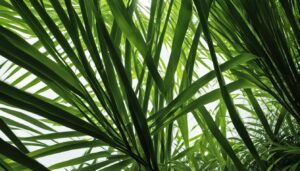 Gigantochloa hasskarliana - Hasskarl's Giant Bamboo