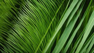 Gigantochloa ligulata - Ligulata Giant Bamboo