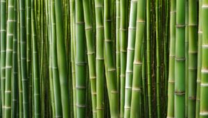 Gigantochloa pseudoarundinacea var. major - Major Thorny Bamboo