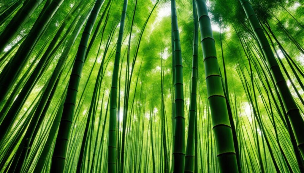 Smooth Elegant Giant Bamboo