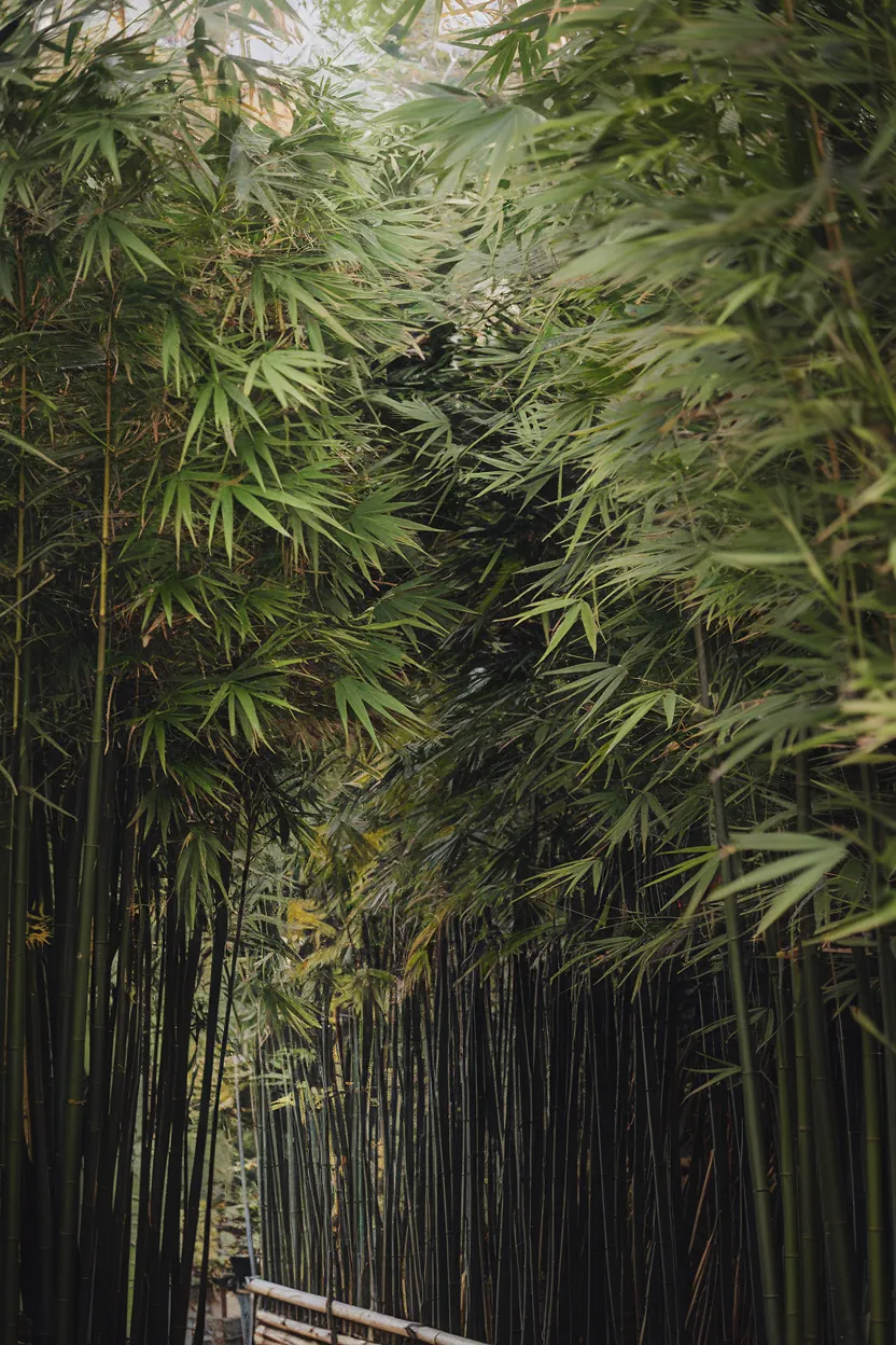 9. Dense Bamboo Grove